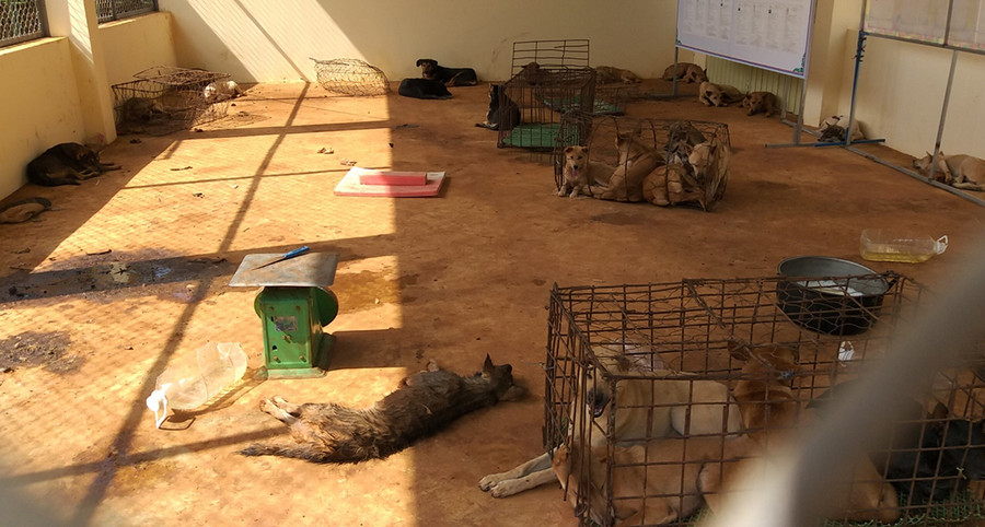 Các đối tượng đang vận chuyển 32 con chó đi tiêu thụ thì bị bắt giữ. Ảnh: Văn Ngọc  Các đối tượng đang vận chuyển 32 con chó đi tiêu thụ thì bị bắt giữ. Ảnh: Văn Ngọc