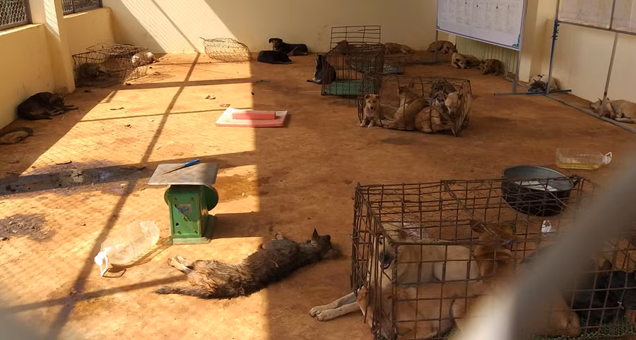  Các đối tượng đang vận chuyển 32 con chó đi tiêu thụ thì bị bắt giữ. Ảnh: Văn Ngọc