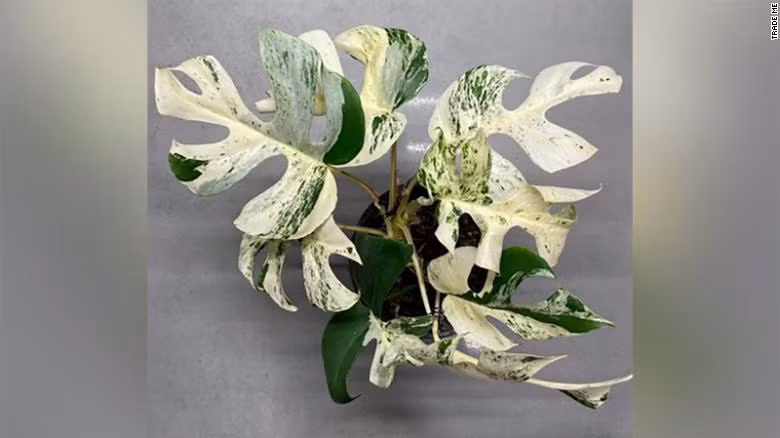 Cây trầu bà lá xẻ đột biến được bán với giá gần 443 triệu đồng ở New Zealand - Ảnh chụp màn hình CNN