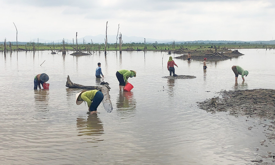 Người dân bắt hến ở hồ chứa thủy lợi Plei Pai (xã Ia Lâu, huyện Chư Prông). Ảnh: Phương Dung