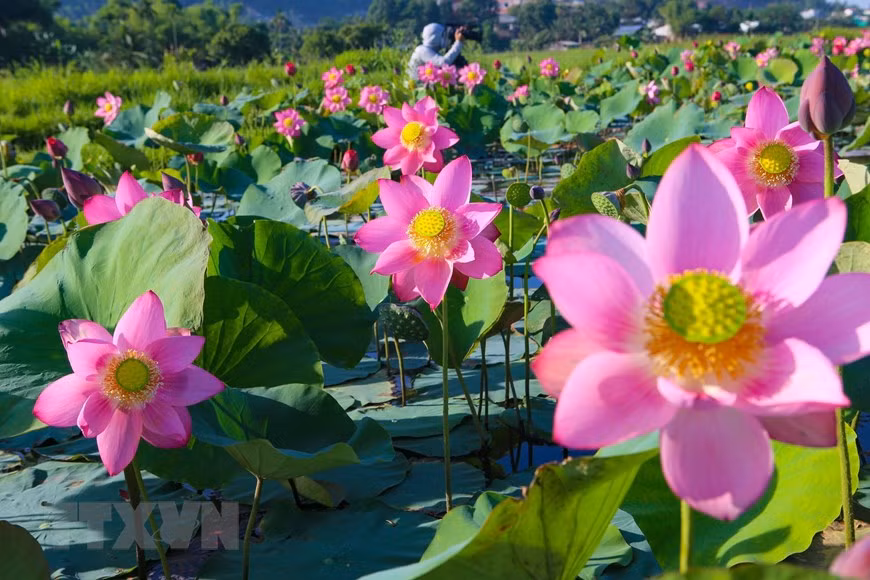 Những hồ sen trên địa bàn thành phố Đà Nẵng đang vào mùa hoa nở rộ, rực rỡ tưng bừng khoe sắc hồng thắm, dịu dàng lan tỏa mùi hương thơm ngát cả một vùng trời. (Ảnh: Trần Lê Lâm/TTXVN)