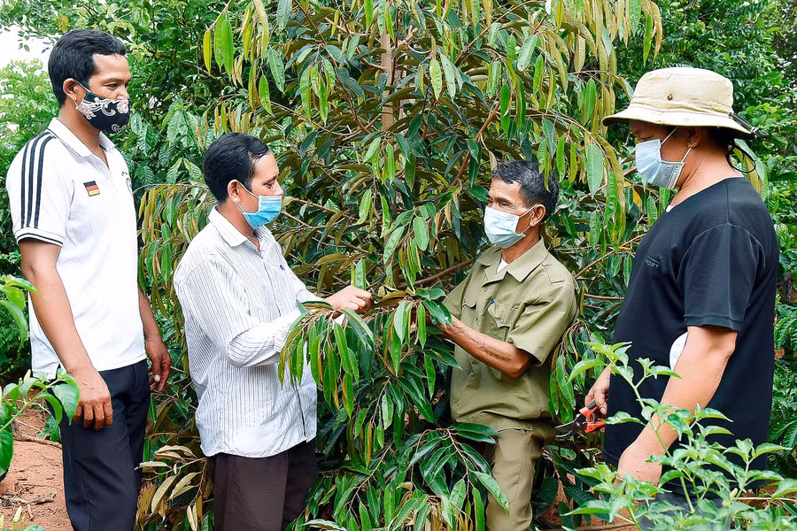 Hội viên nông dân xã Đak Tơ Ve tham quan mô hình trồng cà phê xen cây ăn trái của gia đình ông A Nông, Bí thư chi bộ làng Tuêk.