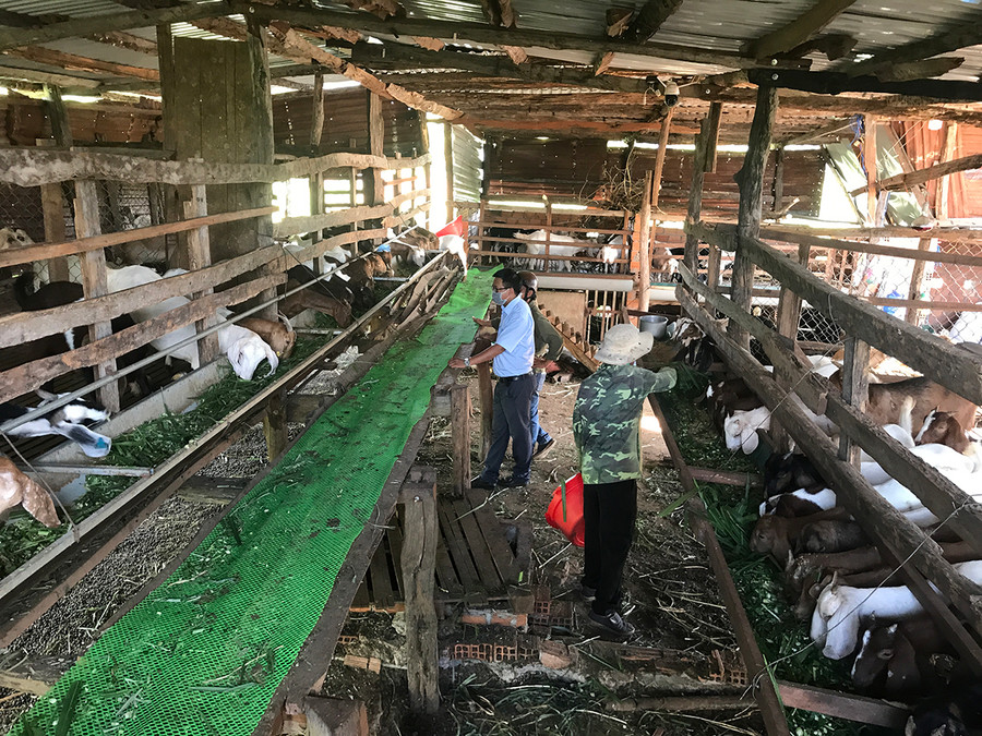 Trang trại dê của ông Trương Viết Thảo ở thôn Phú Hòa (xã Ia Le). Ảnh: Nguyễn Diệp