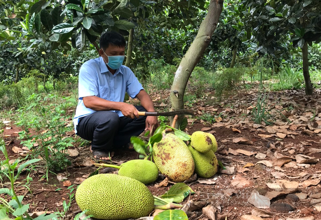 Giá mít Thái giảm sâu, người dân xã xã Ea Tar, huyện Cư M'Gar, Đăk Lăk đành cho dê ăn. (Ảnh: Duy Hậu).