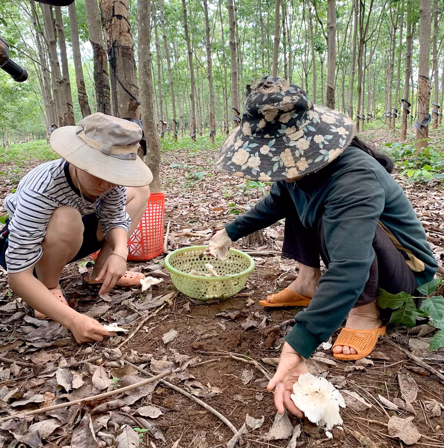 Người dân làng Mook Đen (xã Ia Dom, huyện Đức Cơ) thu hái nấm mối trong vườn cây cao su. Ảnh: Lê Hòa