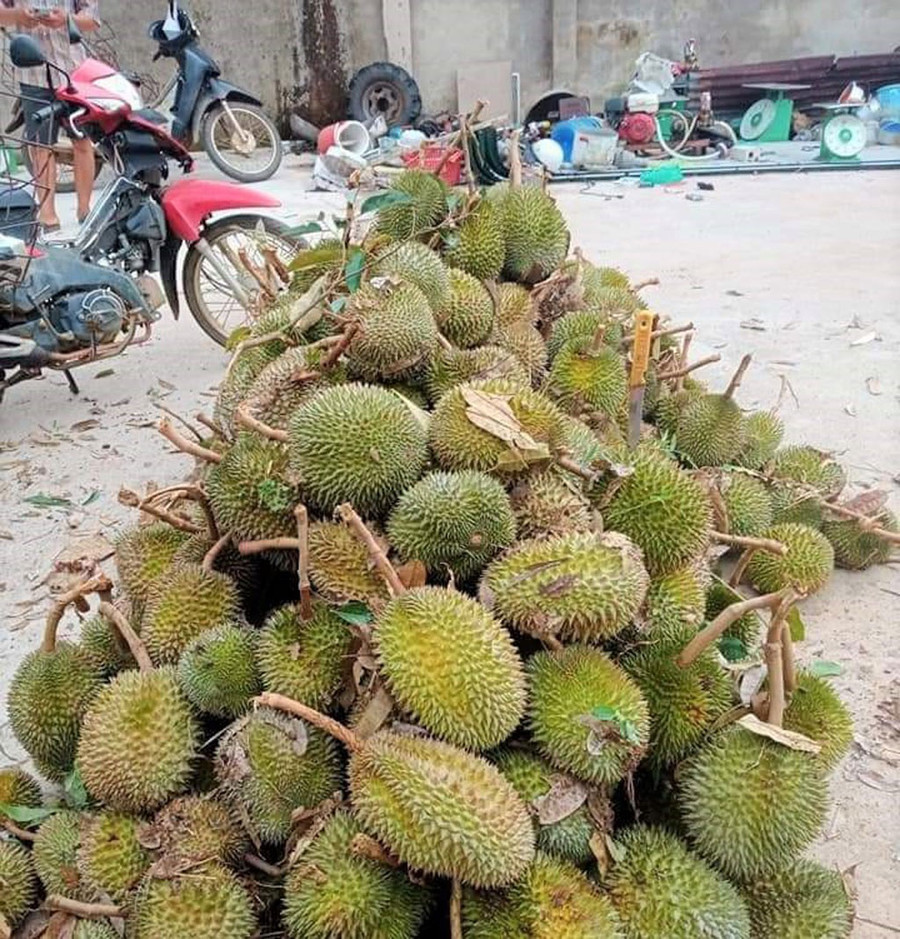 Sầu riêng bị tuốt rụng. ẢNH: TRÙNG DƯƠNG
