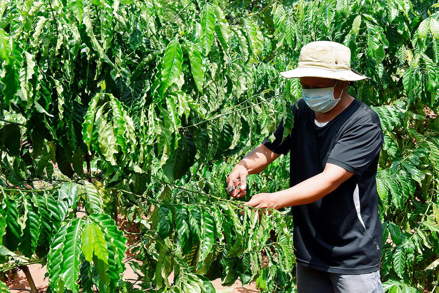 Nhờ chăm chỉ làm ăn, hiện nay gia đình anh đã có thu nhập gần 100 triệu đồng/năm. Anh Tông bày tỏ: “Được Chương trình 135 hỗ trợ bò giống, Hội Nnông dân xã giúp vay vốn Ngân hàng Chính sách Xã hội có tiền đầu tư làm thêm 8 sào cà phê, 1 ha mỳ và chăn nuôi 5 con bò nên hiện cuộc sống của gia đình đã khấm khá hẳn lên, thu nhập từ việc nuôi bò và làm cà phê đã giúp cho gia thoát nghèo và có thu nhập ổn định