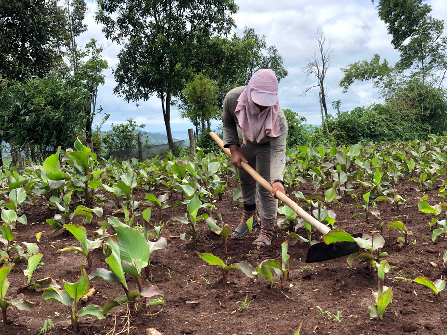 Người dân chăm sóc cây dong riềng trên núi lửa Chư Đang Ya. Ảnh: Hải Lê Người dân chăm sóc cây dong riềng trên núi lửa Chư Đang Ya. Ảnh: Hải Lê