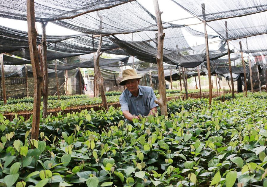 Ngành chức năng khuyến cáo người trồng hồ tiêu cần lựa chọn kỹ lượng giống chất lượng, sạch bệnh. Ảnh: Nguyễn Diệp