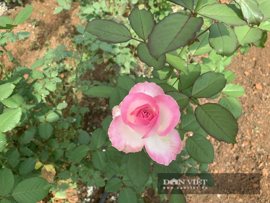 Xuân Anh thu nhập khoảng hơn 60 triệu đồng mỗi tháng và tạo công việc thường xuyên cho 5 công nhân - Ảnh: N.G