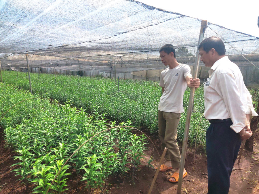 Anh Hiển (bên trái) dẫn khách tham quan vườn hoa ly. Anh Hiển (bên trái) dẫn khách tham quan vườn hoa ly.
