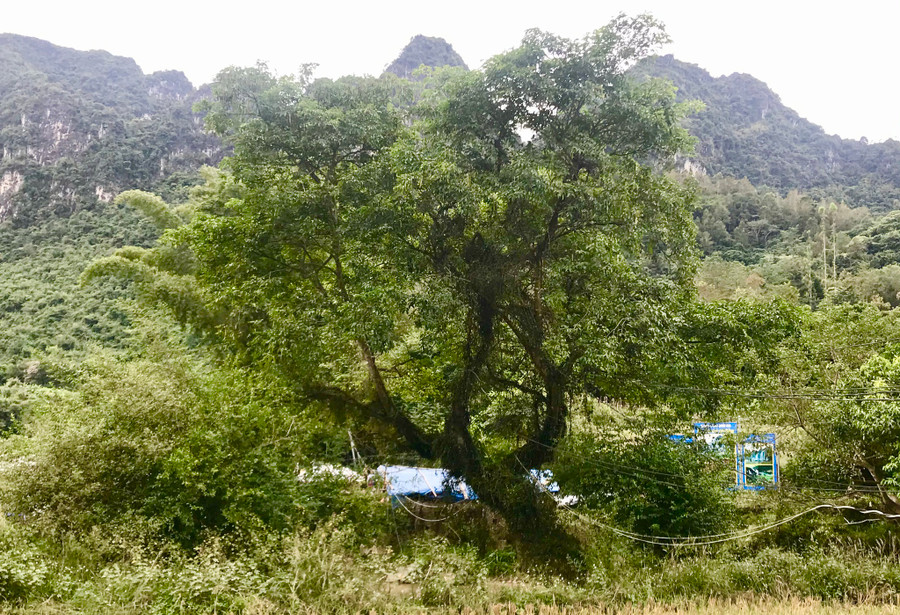 Trồng rừng, phủ xanh rừng trọc cũng là cách làm kinh tế khi người dân nhận được tiền từ dịch vụ môi trường rừng - Ảnh: Ng.Ng Trồng rừng, phủ xanh rừng trọc cũng là cách làm kinh tế khi người dân nhận được tiền từ dịch vụ môi trường rừng - Ảnh: Ng.Ng