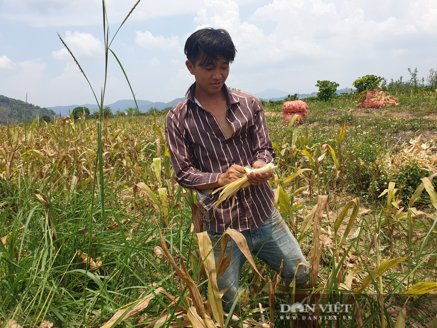 Hàng chục ha bắp của nông dân Nâm N'Dir, huyện Krông Nô (Đắk Nông) đến kỳ thu hoạch thì chỉ toàn… cùi, không có hạt.