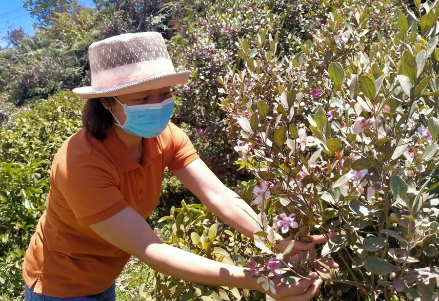 Hoa sim mong manh, dịu dàng có thể làm say lòng nhiều du khách. Ảnh: TH Hoa sim mong manh, dịu dàng có thể làm say lòng nhiều du khách. Ảnh: TH