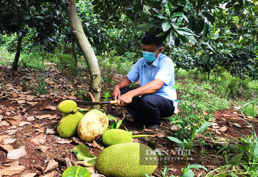 Mít Thái hiện giá chỉ 2-3 ngàn đồng/kg. (Trong ảnh: anh Nguyễn Thanh Nhàn (thôn 5, xã Ea Tar, huyện Cư M'Gar, Đắk Lắk) đang thu hoạch mít thái). Ảnh: Duy Hậu.
