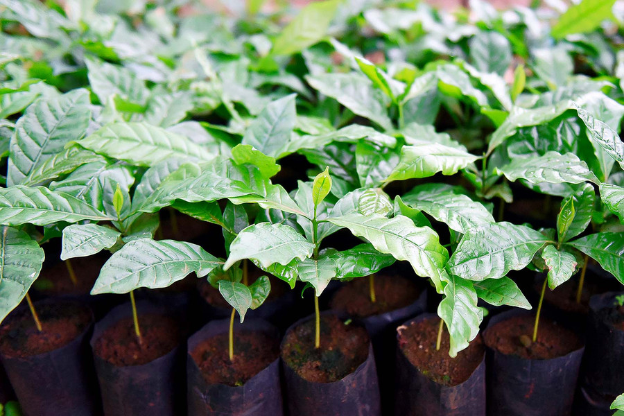 Các giống cà phê tái canh chủ yếu là TRS1, TR4 cho năng suất, chất lượng cao và kháng được sâu bệnh tốt.