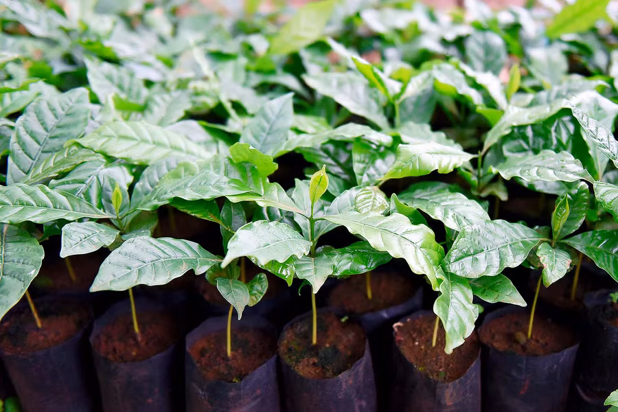 Các giống cà phê tái canh chủ yếu là TRS1, TR4 cho năng suất, chất lượng cao và kháng được sâu bệnh tốt.