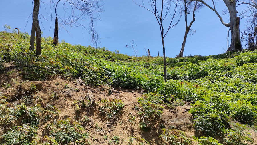 Theo chủ đầu tư, nguyên nhân khiến dự án thất bại là do người dân không đồng tình, cố tình chăn thả gia súc và trồng nông sản ảnh hưởng. Ảnh: Lê Kiến.