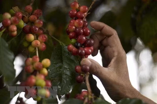  Thu hoạch càphê. (Nguồn: AFP/TTXVN)