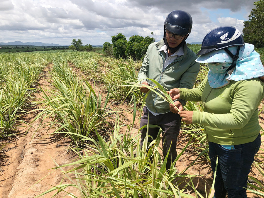 Cán bộ Trung tâm Dịch vụ nông nghiệp huyện (bìa trái) và cán bộ Trạm Nông vụ của Công ty TNHH một thành viên Thành Thành Công Gia Lai kiểm tra mía bị bệnh. Ảnh: Lê Nam Cán bộ Trung tâm Dịch vụ Nông nghiệp huyện (bì trái) và cán bộ Trạm nông vụ của Công ty TNHH một thành viên Thành Thành Công Gia Lai kiểm tra mía bị bệnh. Ảnh: Lê Nam