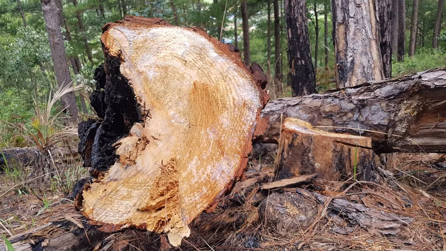 Nhiều cây thông 3 lá bị cưa hạ trái phép nằm ngổn ngang. ẢNH: LÂM VIÊN