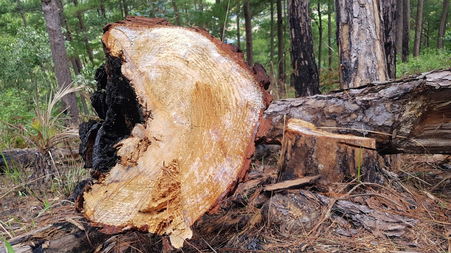 Nhiều cây thông 3 lá bị cưa hạ trái phép nằm ngổn ngang. ẢNH: LÂM VIÊN