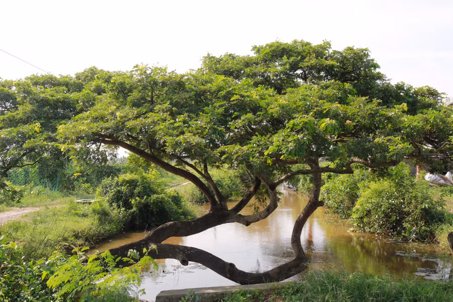 Cây còng cô đơn- Ảnh: Duy Tường