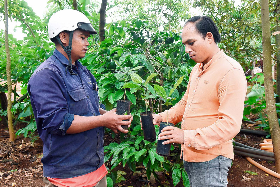 Người dân (xã Ia Tiêm, huyện Chư Sê) nhận giống cà phê để tái canh.