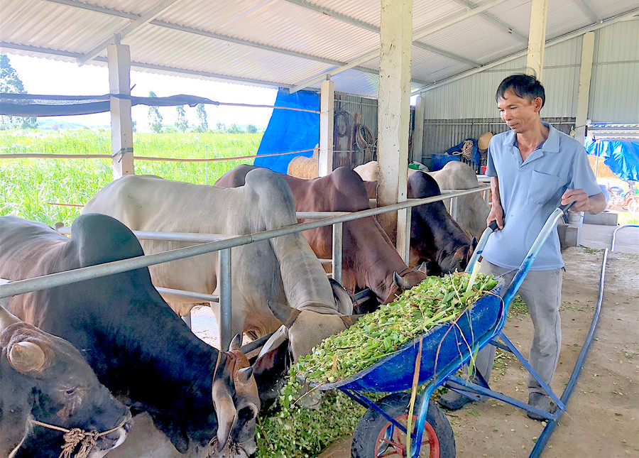 Ông Nguyễn Xuân Tùng (xã Phú An, huyện Đak Pơ) chăm sóc đàn bò của gia đình. Ảnh: Hồng Thi