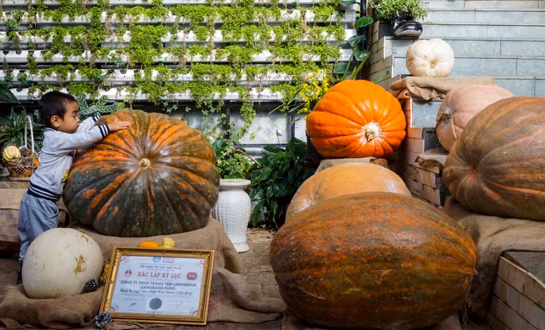 Cùng với khu bảo tàng nông cụ, Green Box còn trưng bày kỷ lục quả bí ngô khổng lồ (Ảnh chụp trước ngày 27/4) Cùng với khu bảo tàng nông cụ, Green Box còn trưng bày kỷ lục quả bí ngô khổng lồ (Ảnh chụp trước ngày 27/4)