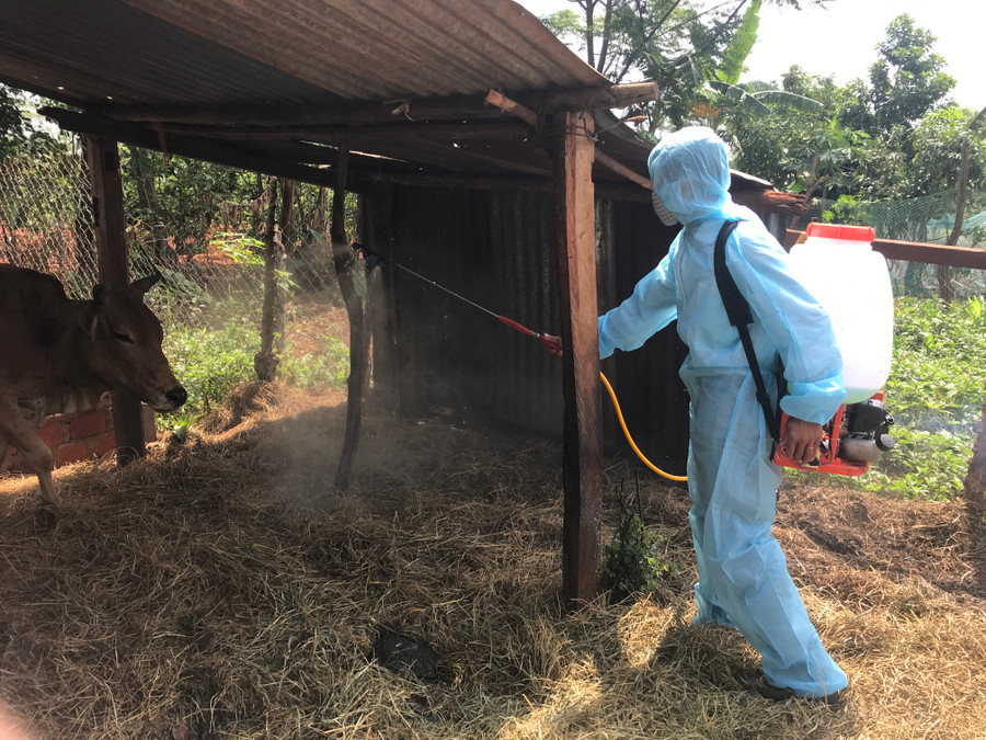Cán bộ Trung tâm Dịch vụ nông nghiệp huyện Đak Đoa tiêu độc khử trùng tại một hộ gia đình có bò bị viêm da nội cục xã Ia Pết. Ảnh: Nguyễn Diệp