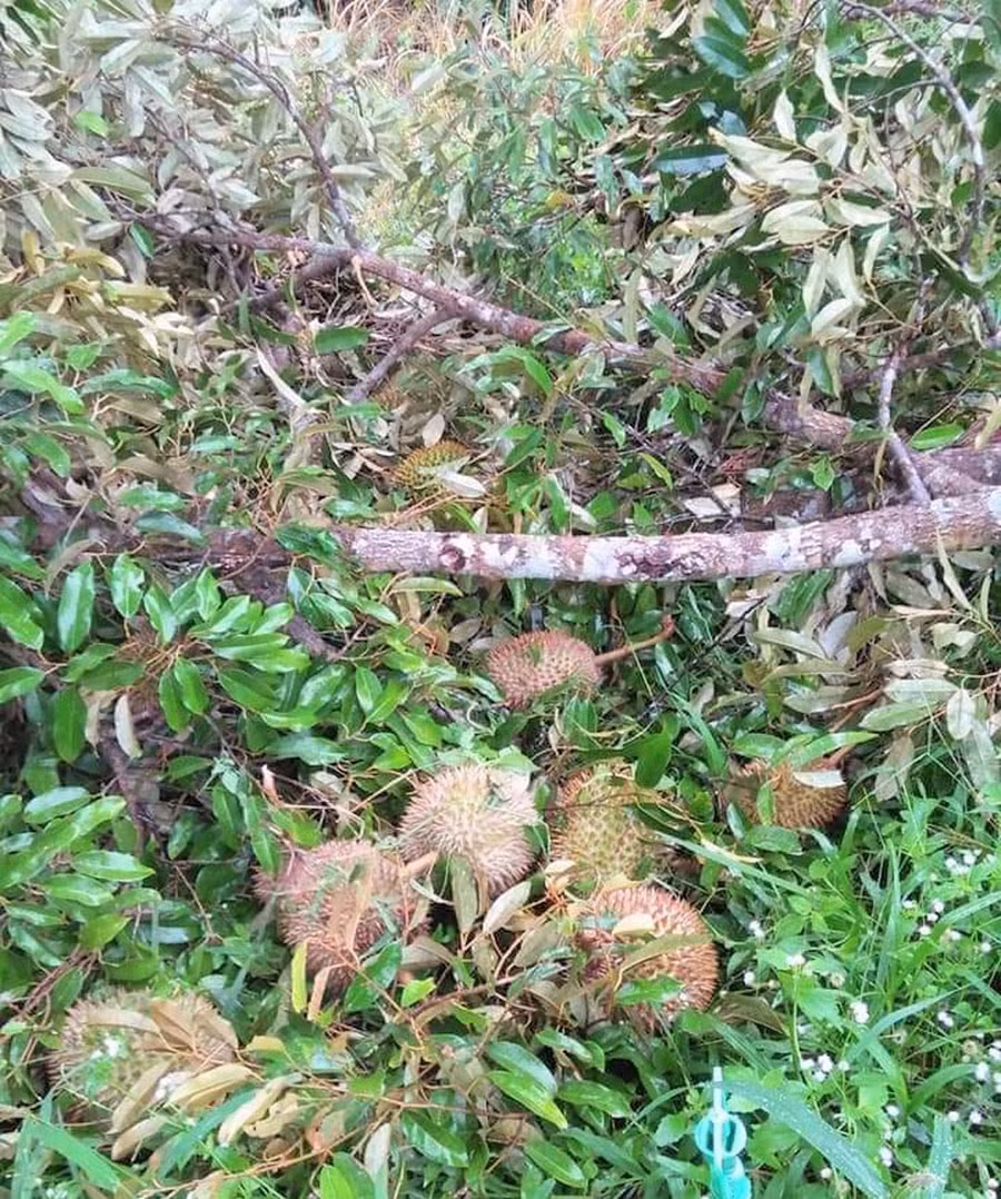 Cây sầu riêng bị lốc xoáy quật gãy. ẢNH: TRÙNG DƯƠNG