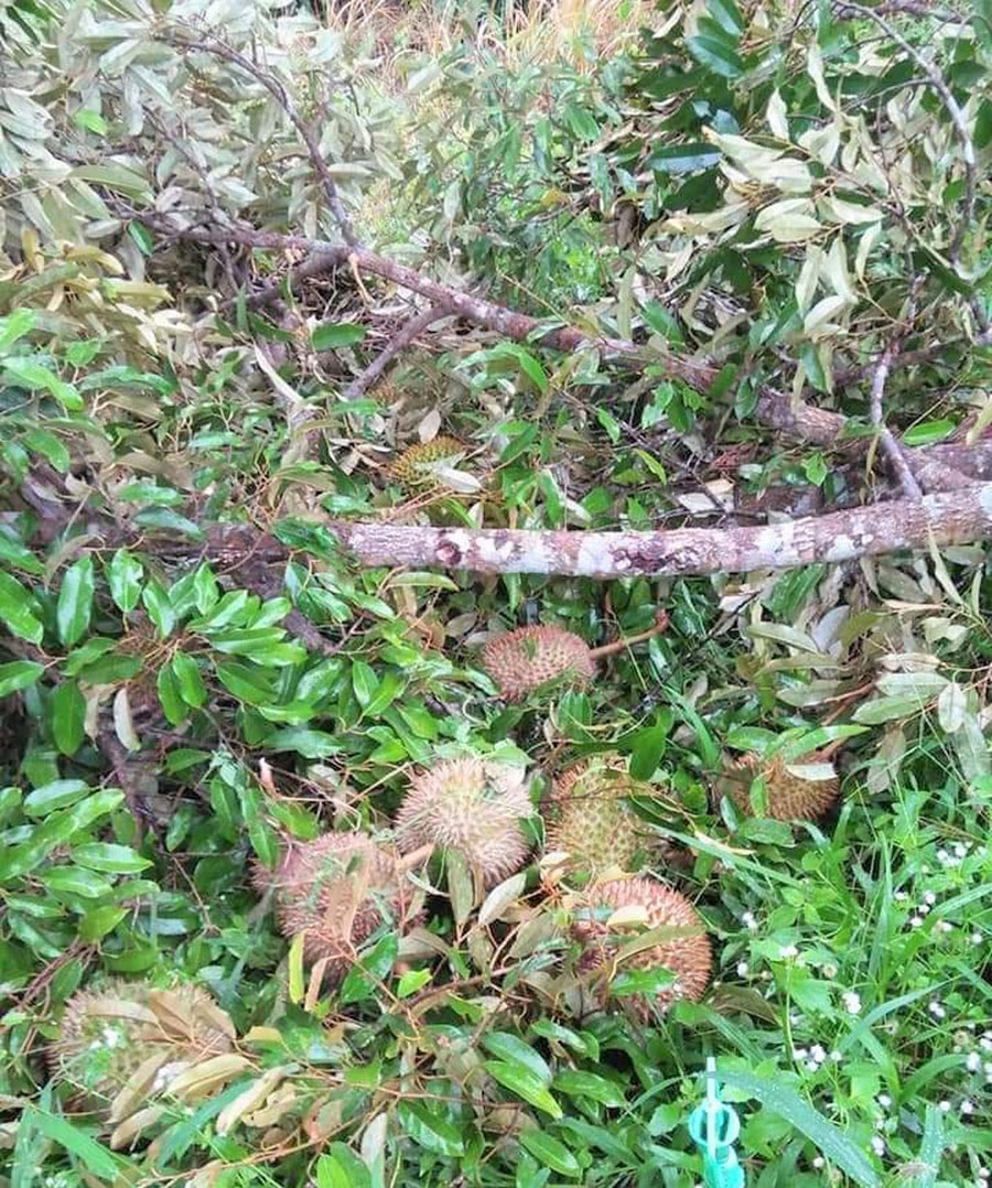 Cây sầu riêng bị lốc xoáy quật gãy. ẢNH: TRÙNG DƯƠNG