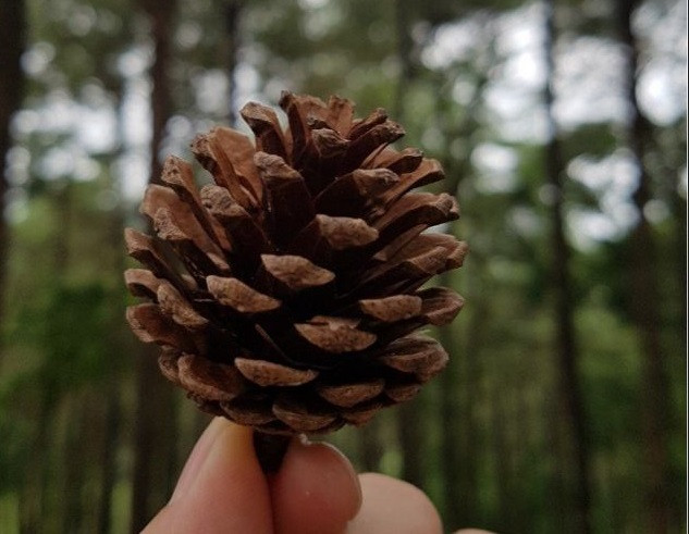 Ảnh minh họa: Internet