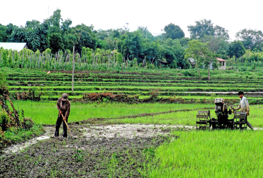 Nông dân Chư Pưh làm đất để gieo sạ lúa vụ mùa. Ảnh: Quang Tấn 