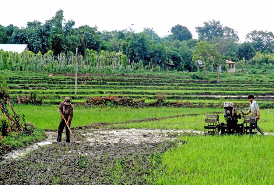 Nông dân Chư Pưh làm đất để gieo sạ lúa vụ mùa. Ảnh: Quang Tấn 