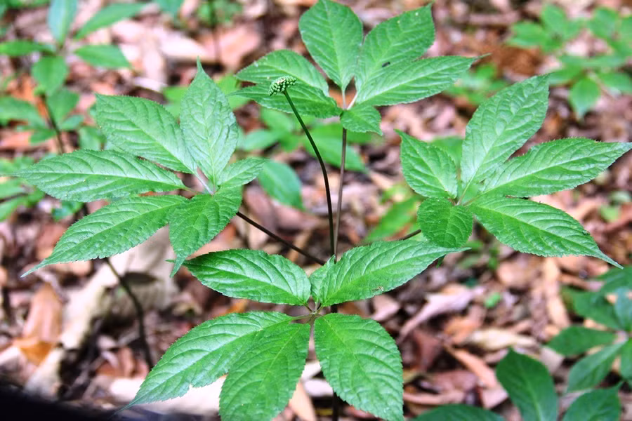 Cây sâm Ngọc Linh 4 năm tuổi - ẢNH: MẠNH CƯỜNG