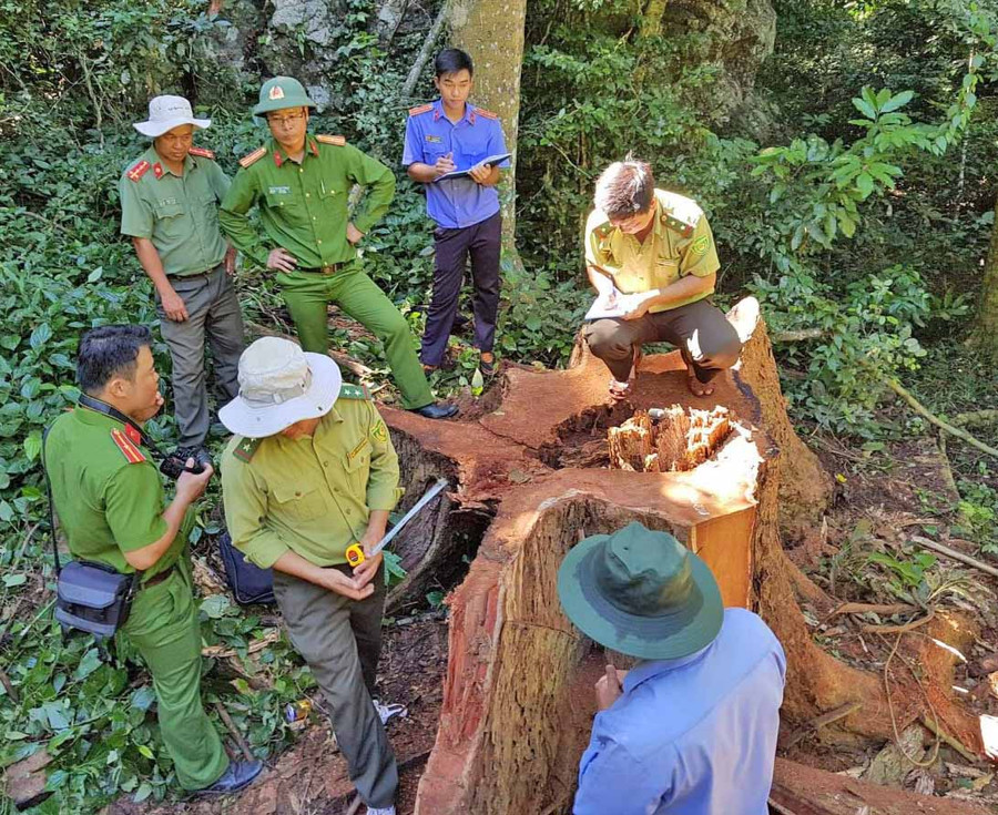 Lực lượng chức năng huyện Kbang khám nghiệm hiện trường vụ phá rừng. Ảnh: Lê Anh Lực lượng chức năng huyện Kbang khám nghiệm hiện trường vụ phá rừng. Ảnh: Lê Anh