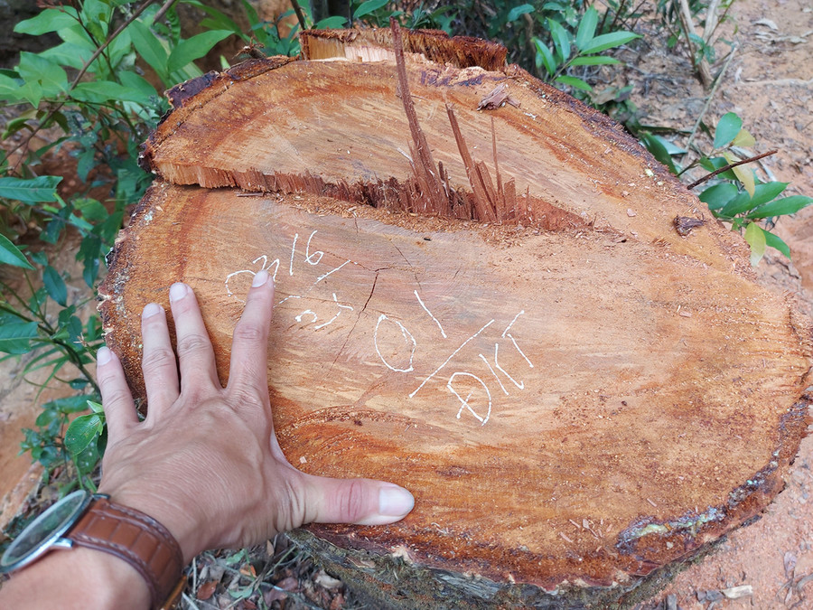 Một gốc cây vừa bị cưa hạ trái phép. Ảnh: Hoành Sơn Một gốc cây có đường kính lớn vừa bị cưa hạ trái phép. Ảnh: Hoành Sơn