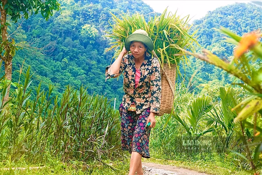 Đến với Pù Luông những ngày này, du khách không chỉ đắm minh vào phong cảnh thiên nhiên đẹp tuyệt đẹp, mà còn được trải nghiệm cùng bà con thu hoạch lúa ở những thửa ruộng bậc thang.