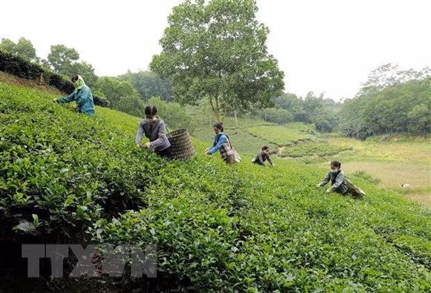 Thu hoạch chè tại tổ hợp tác chế biến chè xanh Đoài Dân ở thôn 5, xã Đại An, huyện Thanh Ba. Xã Đại An là một xã đặc biệt khó khăn của huyện và phấn đấu về đích nông thôn mới năm 2020. (Ảnh: Vũ Sinh/TTXVN)