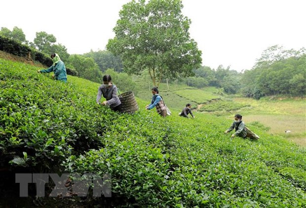 Thu hoạch chè tại tổ hợp tác chế biến chè xanh Đoài Dân ở thôn 5, xã Đại An, huyện Thanh Ba. Xã Đại An là một xã đặc biệt khó khăn của huyện và phấn đấu về đích nông thôn mới năm 2020. (Ảnh: Vũ Sinh/TTXVN) Thu hoạch chè tại tổ hợp tác chế biến chè xanh Đoài Dân ở thôn 5, xã Đại An, huyện Thanh Ba. Xã Đại An là một xã đặc biệt khó khăn của huyện và phấn đấu về đích nông thôn mới năm 2020. (Ảnh: Vũ Sinh/TTXVN)