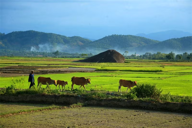 Đá Voi Cha có kích thước nhỏ hơn với chiều dài khoảng 70m và chu vi khoảng 180m. Ảnh: Kiến Thức.
