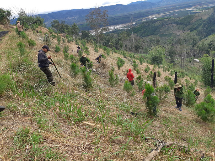 Ban Quản lý rừng phòng hộ Mang Yang phát dọn thực bì nhằm hạn chế xảy ra cháy rừng trồng. Ảnh: Nguyễn Diệp Ban Quản lý rừng phòng hộ Mang Yang phát dọn thực bì nhằm hạn chế xảy ra cháy rừng trồng. Ảnh: Nguyễn Diệp
