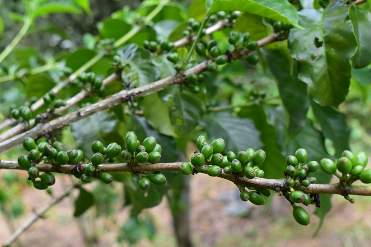 Cà phê Geisha giống từ nước Ethiopia kết trái tại Trang trại Sơn Pacamara Đà Lạt  Cà phê Geisha giống từ nước Ethiopia kết trái tại Trang trại Sơn Pacamara Đà Lạt