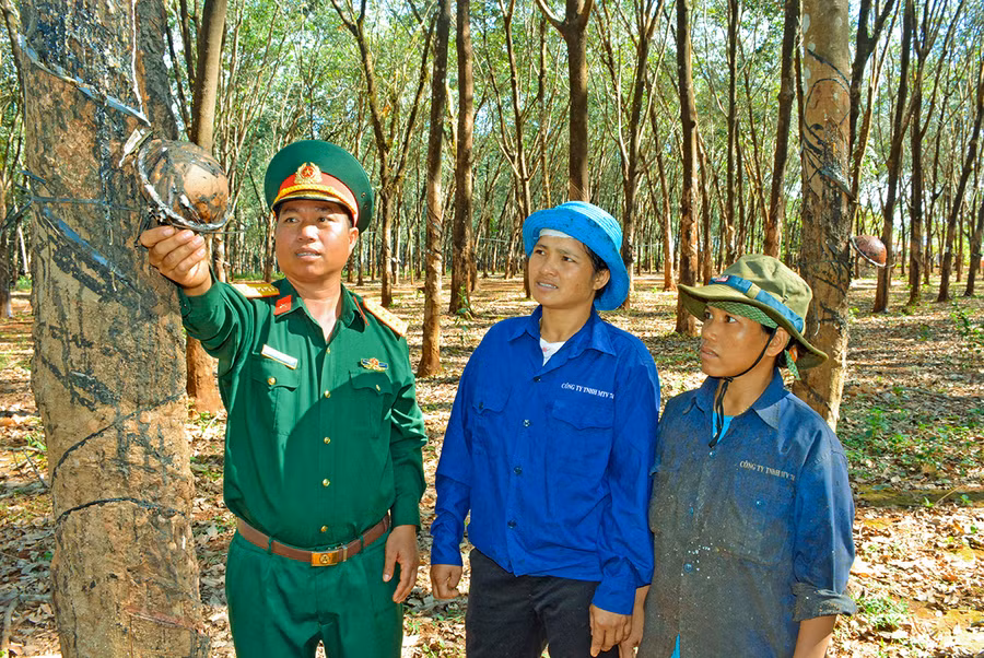 Đại úy Puih Sinh hướng dẫn công nhân kỹ thuật khai thác mủ cao su. Ảnh: Sơn Tùng