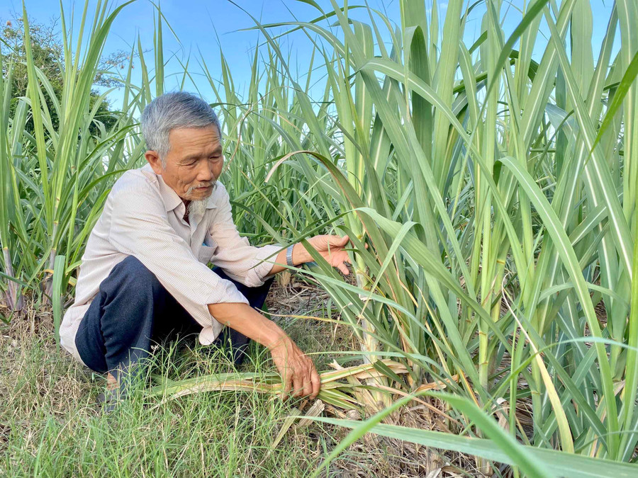 Ông Nguyễn Đình Luân (thôn 5, xã Thành An, thị xã An Khê) bên vườn mía của gia đình. Ảnh: Hồng Thi