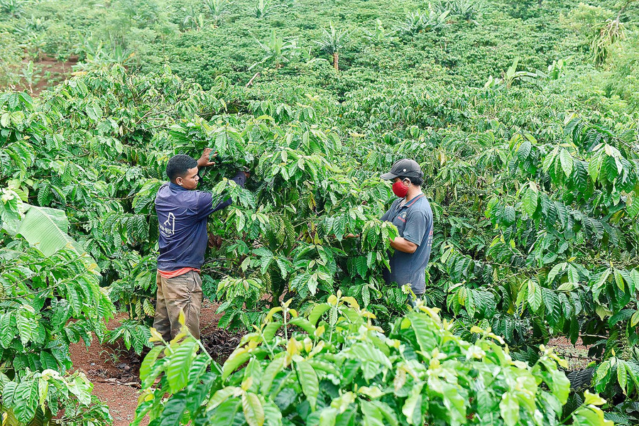 Thực hiện chủ trương tái canh cà phê, nhiều hộ nông dân huyện Chư Sê đã nâng cao hiệu quả kinh tế gia đình trên cùng một đơn vị diện tích.