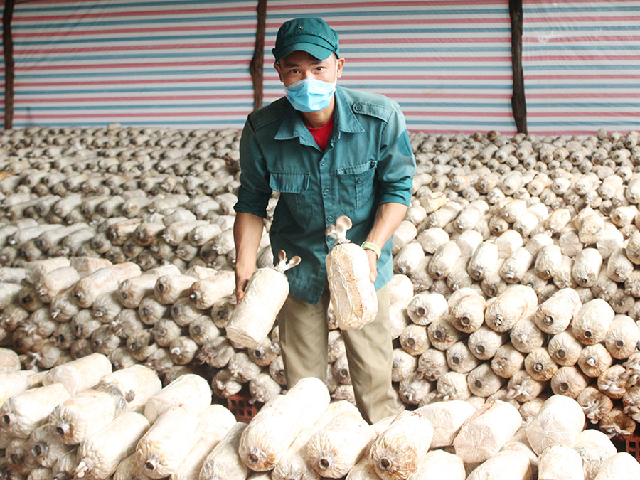 Trang trại trồng nấm của HTX Nông nghiệp hữu cơ an toàn FAOS. Ảnh: Nguyễn Diệp  Trang trại trồng nấm của HTX Nông nghiệp hữu cơ an toàn FAOS. Ảnh: Nguyễn Diệp