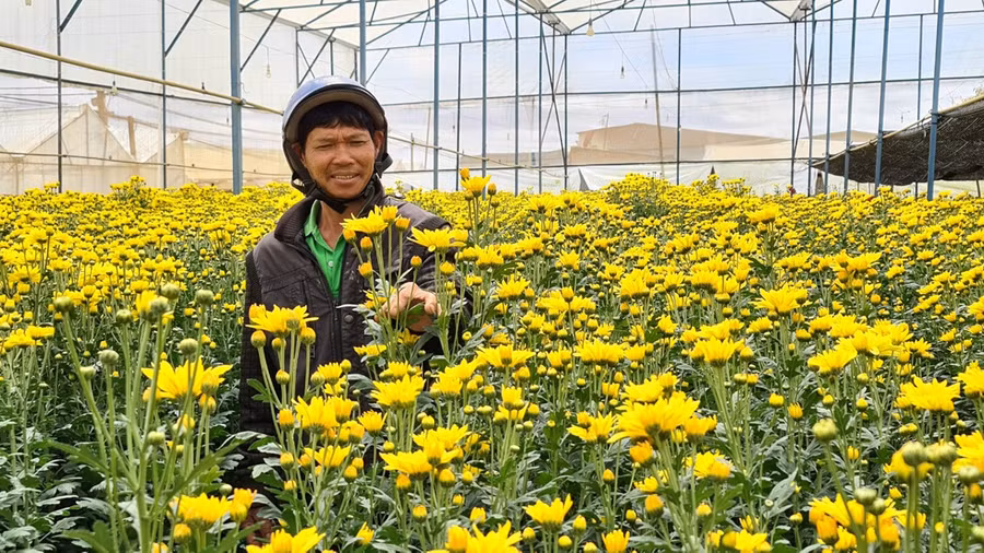 Giá hoa cúc Đà Lạt tăng vọt từ khi chợ hoa Đầm Sen được phép mở cửa trong 3 ngày để phục vụ Tết Đoan Ngọc - Ảnh: Lâm Viên